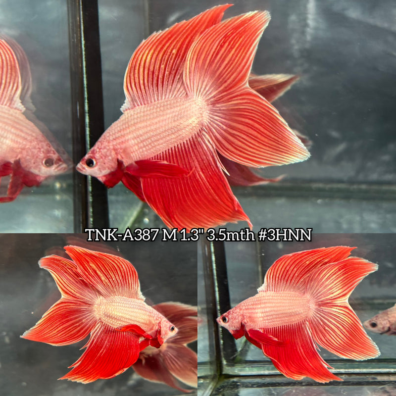Live Male Betta Red Dragon Doubletail Longfin (TNK-A387) High quality what you see what you get!!