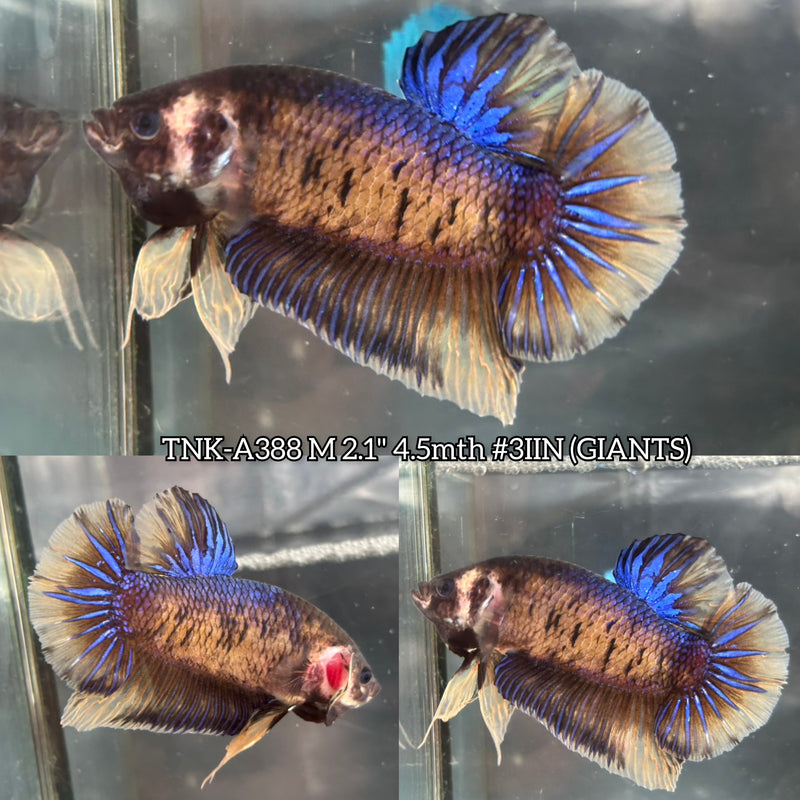 Live Male Betta Yellow Blue Mustard Giants Plakat (TNK-A388) High quality what you see what you get!!