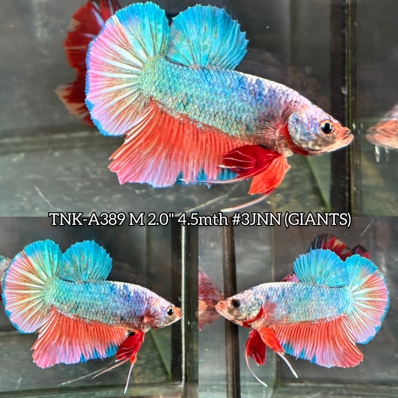 Live Male Betta Fancy Dragon Pastel colors Giants Plakat (TNK-A389) High quality what you see what you get!!