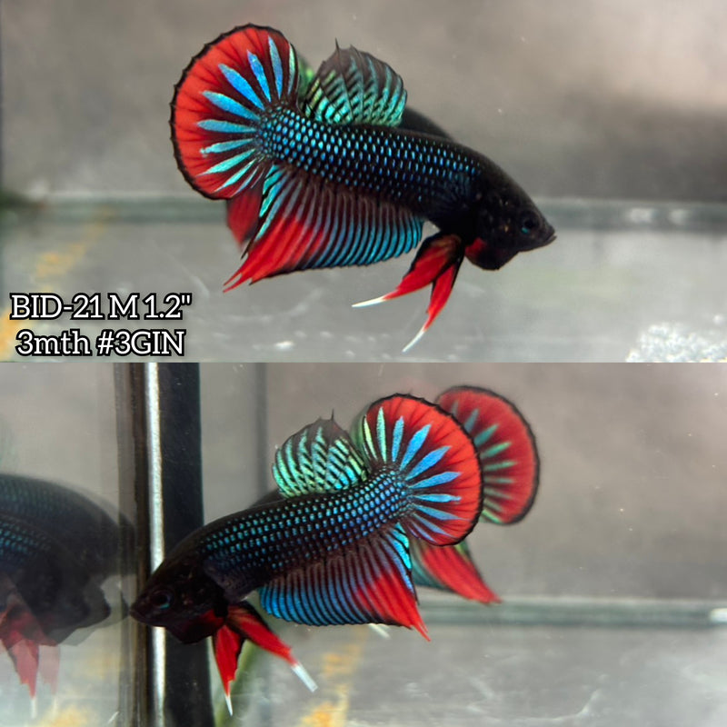 Live Male Betta Original Green Red Siamorientalis Wild Plakat (BID-21) High quality What you see What you get!!