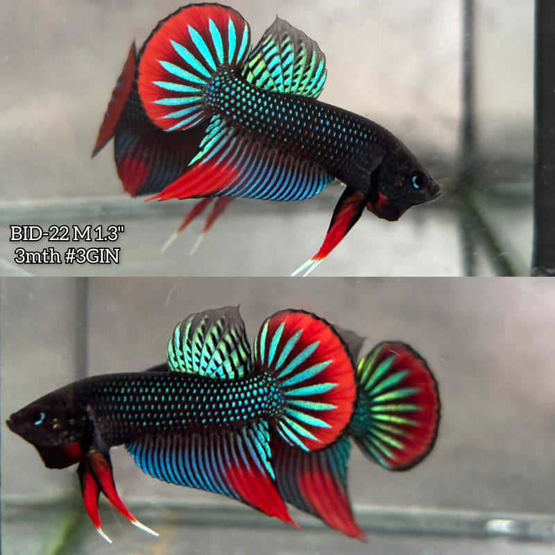 Live Male Betta Original Green Red Siamorientalis Wild Plakat (BID-22) High quality What you see What you get!!