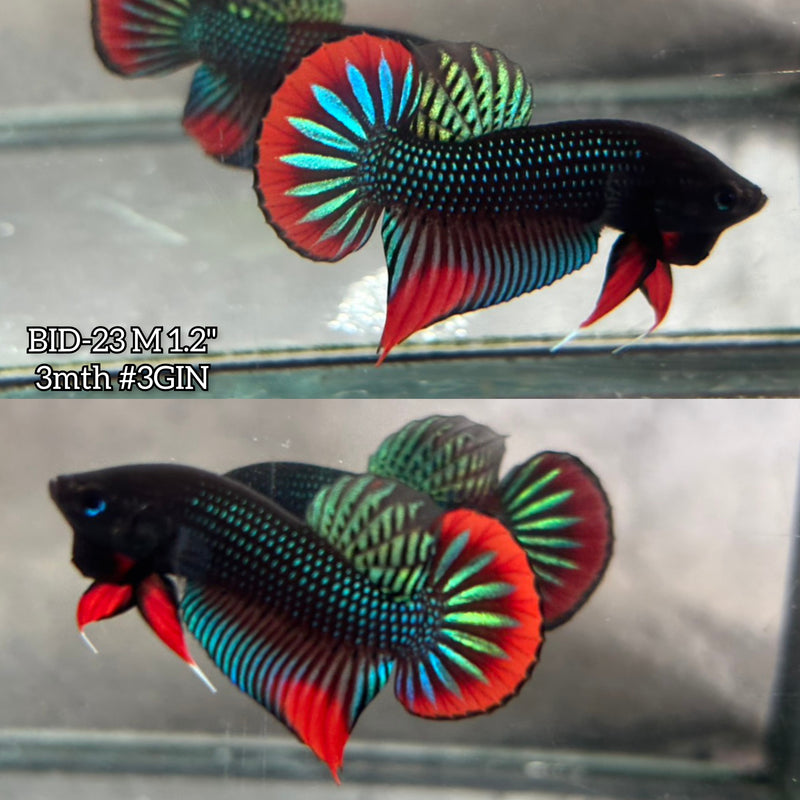 Live Male Betta Original Green Red Siamorientalis Wild Plakat (BID-23) High quality What you see What you get!!