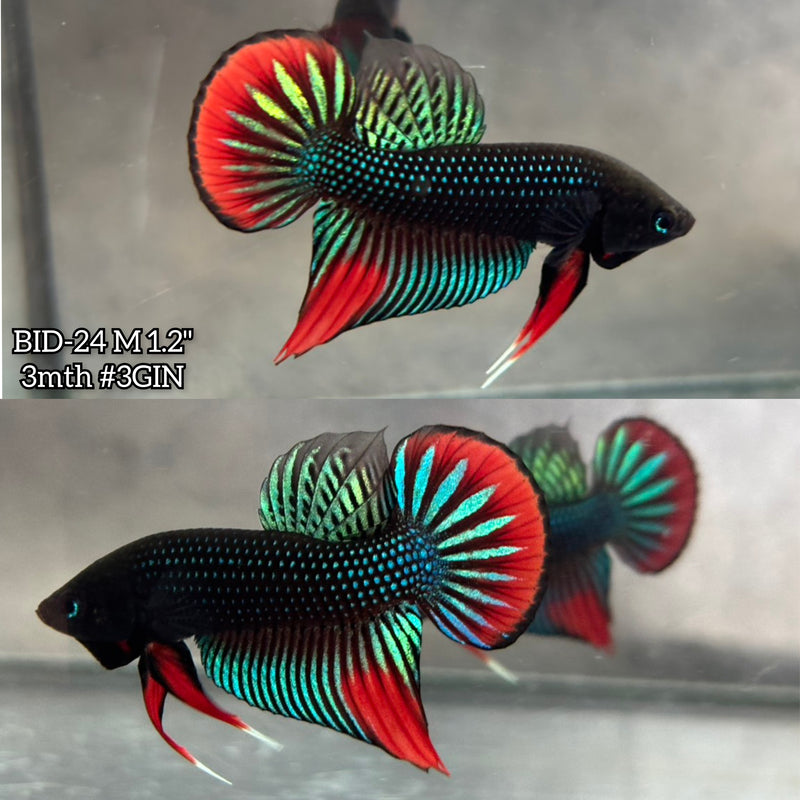 Live Male Betta Original Green Red Siamorientalis Wild Plakat (BID-24) High quality What you see What you get!!