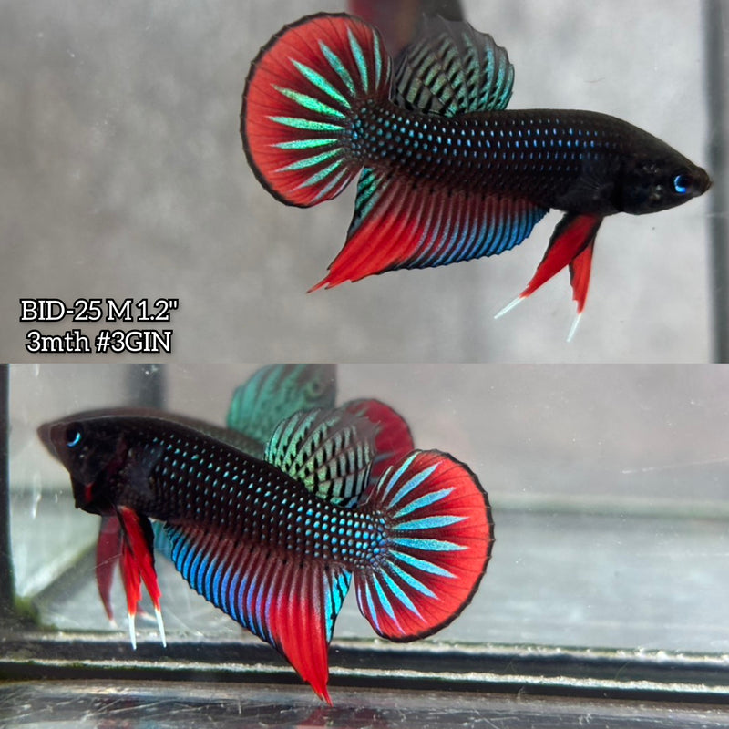Live Male Betta Original Green Red Siamorientalis Wild Plakat (BID-25) High quality What you see What you get!!