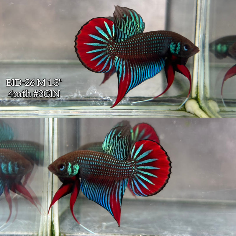 Live Male Betta Original Green Red Imbellis Wild Plakat (BID-26) High quality What you see What you get!!