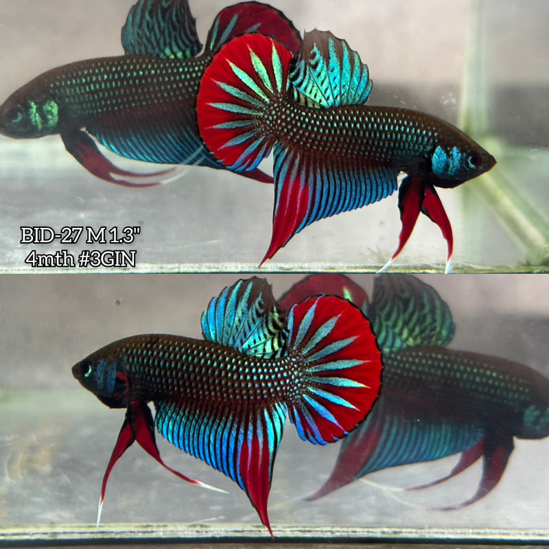 Live Male Betta Original Green Red Imbellis Wild Plakat (BID-27) High quality What you see What you get!!