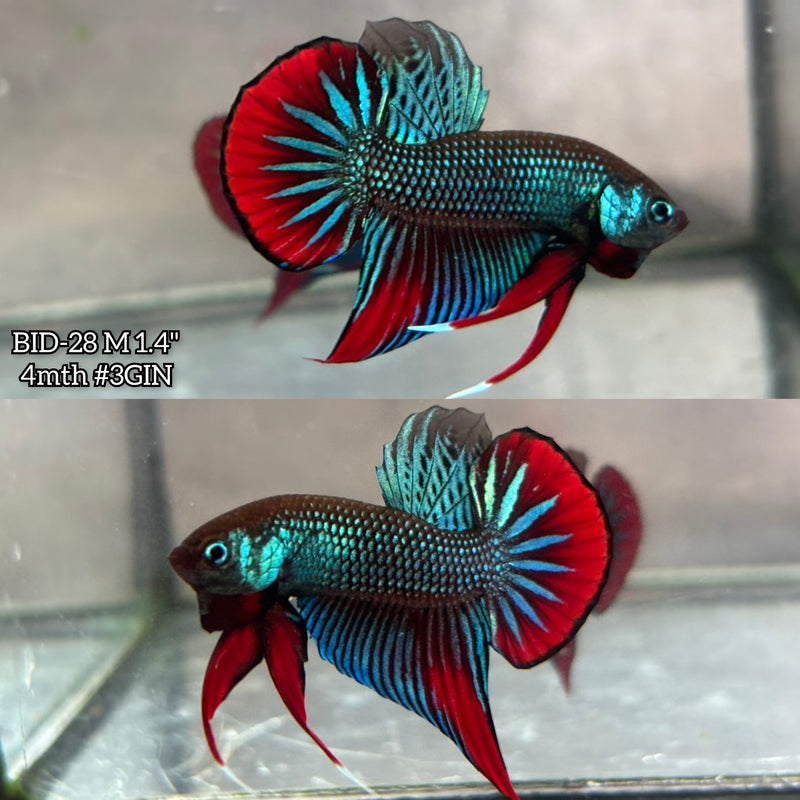 Live Male Betta Original Green Red Imbellis Wild Plakat (BID-28) High quality What you see What you get!!