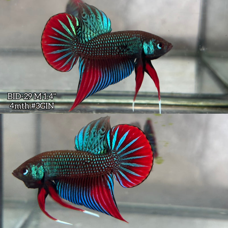 Live Male Betta Original Green Red Imbellis Wild Plakat (BID-29) High quality What you see What you get!!