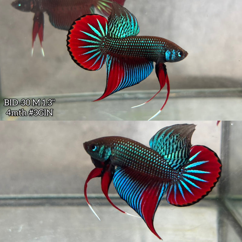 Live Male Betta Original Green Red Imbellis Wild Plakat (BID-30) High quality What you see What you get!!