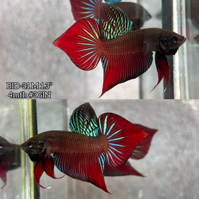 Live Male Betta Original Red Splendens Wild Plakat (BID-31) High quality What you see What you get!!