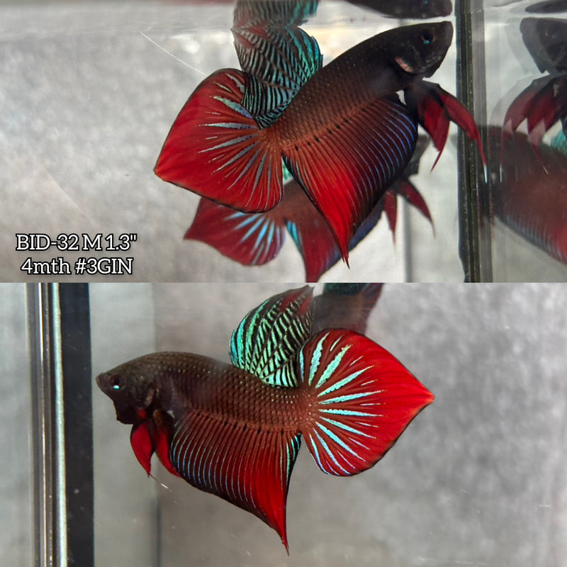 Live Male Betta Original Red Splendens Wild Plakat (BID-32) High quality What you see What you get!!