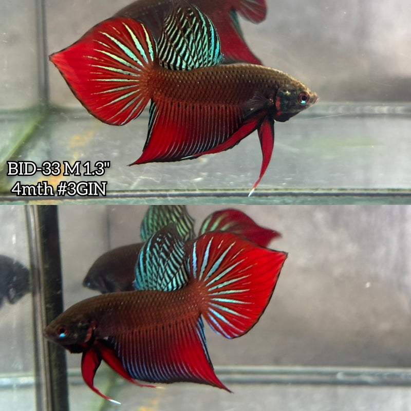 Live Male Betta Original Red Splendens Wild Plakat (BID-33) High quality What you see What you get!!