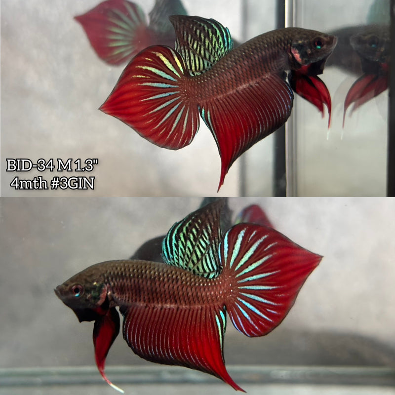 Live Male Betta Original Red Splendens Wild Plakat (BID-34) High quality What you see What you get!!