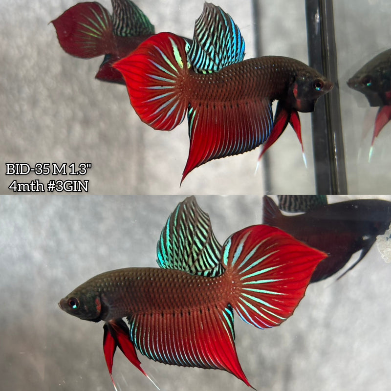Live Male Betta Original Red Splendens Wild Plakat (BID-35) High quality What you see What you get!!