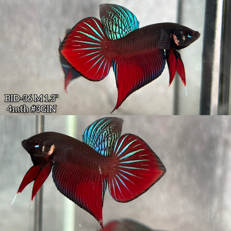 Live Male Betta Original Red Splendens Wild Plakat (BID-36) High quality What you see What you get!!
