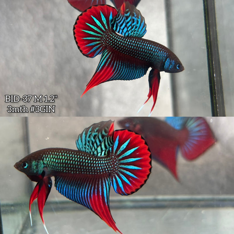 Live Male Betta Original Red Green Imbellis Wild Plakat (BID-37) High quality What you see What you get!!