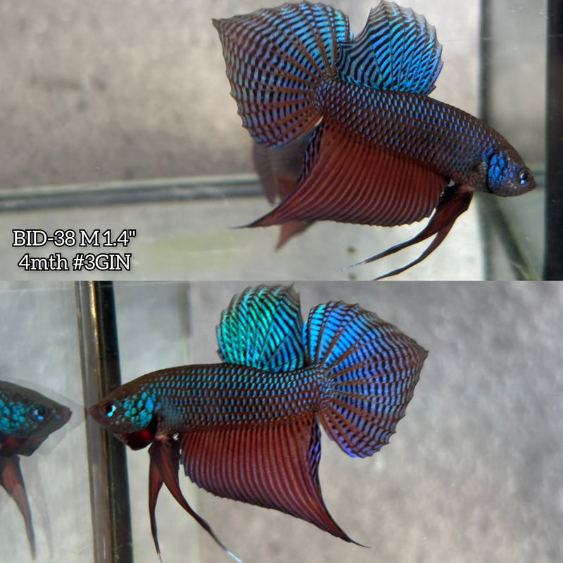 Live Male Betta Original Green Guitar Samaragdina Wild Plakat (BID-38) High quality What you see What you get!!