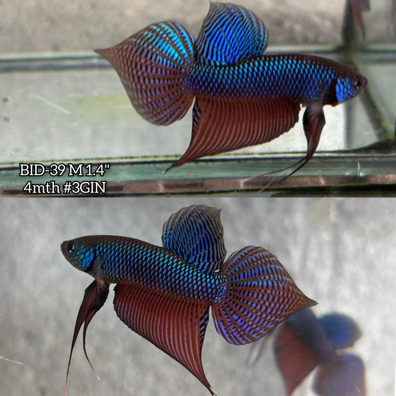 Live Male Betta Original Green Guitar Samaragdina Wild Plakat (BID-39) High quality What you see What you get!!