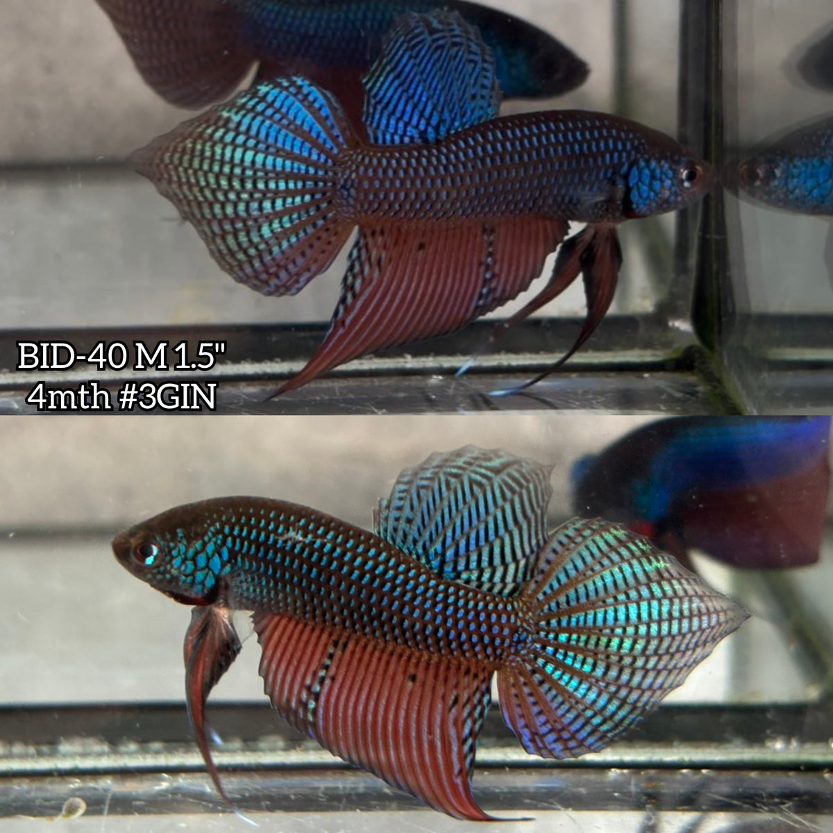 Live Male Betta Original Green Guitar Samaragdina Wild Plakat (BID-40)S200✔️ High quality What you see What you get!!