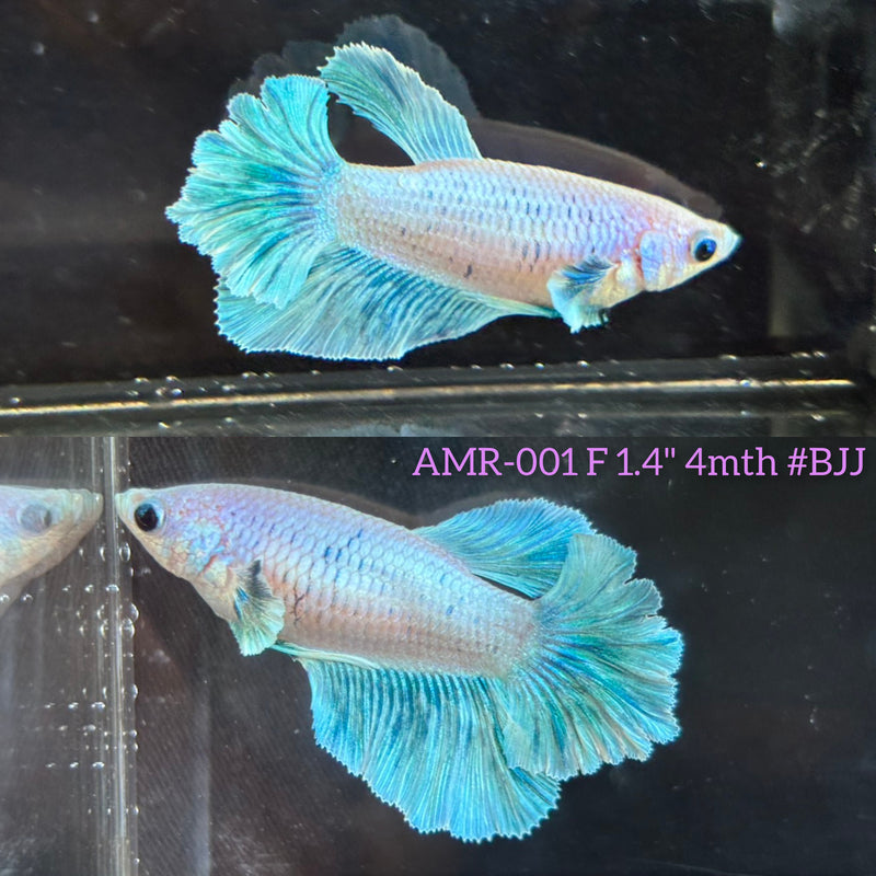 Live Female Betta Green Grizzle Light Pastel colors Halfmoon Rosetail (AMR-001)S221 High quality What you see What you get!!
