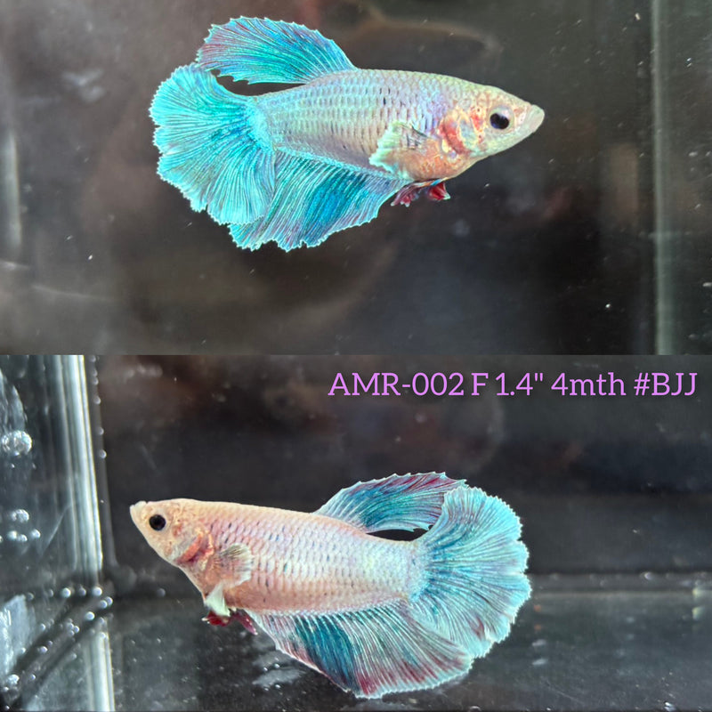 Live Female Betta Green Grizzle Light Pastel colors Halfmoon Rosetail (AMR-002)High quality What you see What you get!!