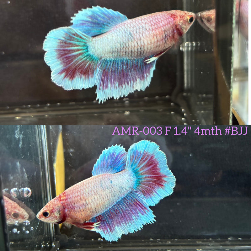 Live Female Betta Fancy Grizzle Light Pastel colors Halfmoon (AMR-003)High quality What you see What you get!!
