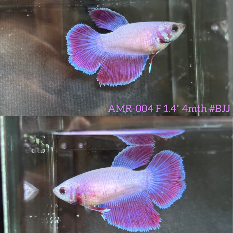 Live Female Betta Purple Pink Bi-colors Halfmoon (AMR-004)High quality What you see What you get!!