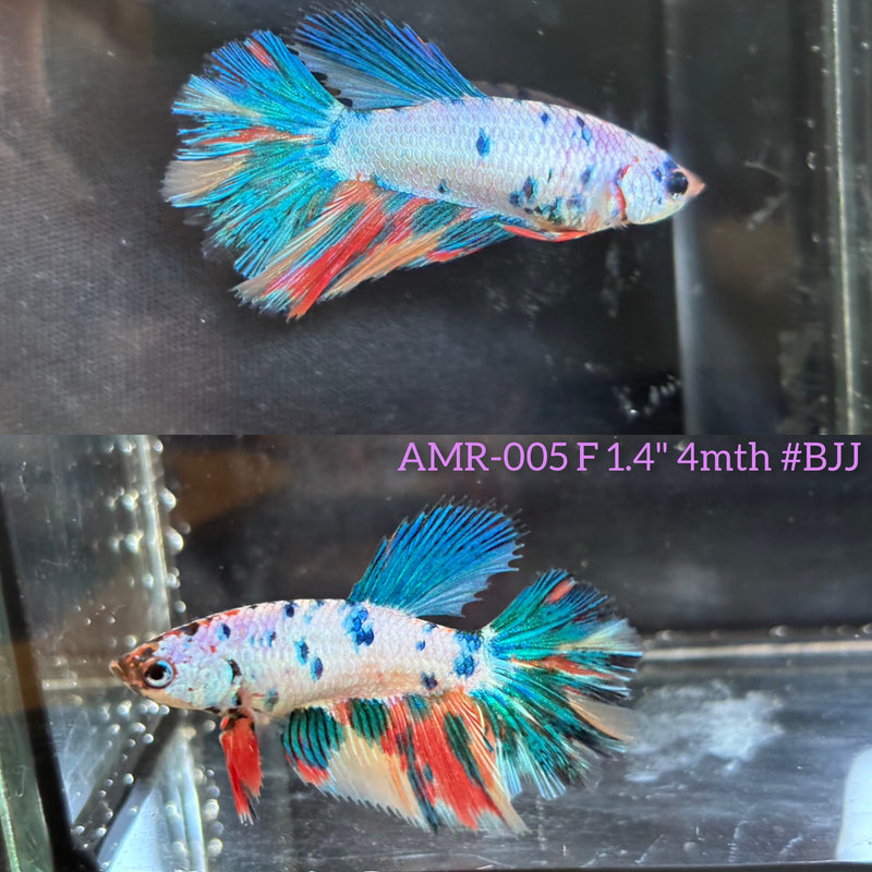 Live Female Betta Fancy Marble Three colors Halfmoon (AMR-005)High quality What you see What you get!!