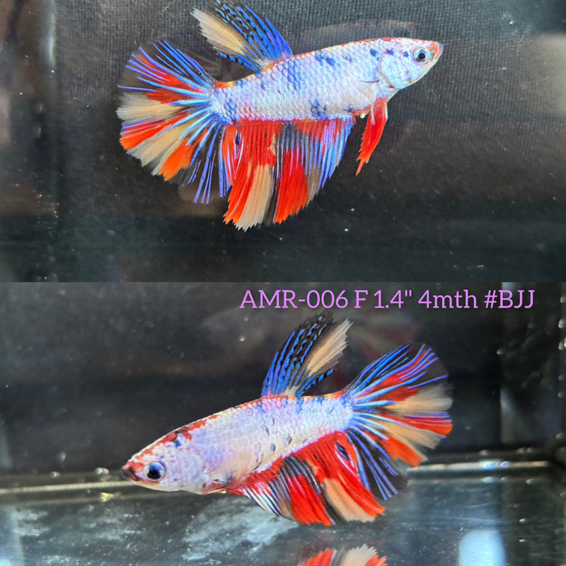 Live Female Betta Candy Marble mixed colors Halfmoon (AMR-006)High quality What you see What you get!!
