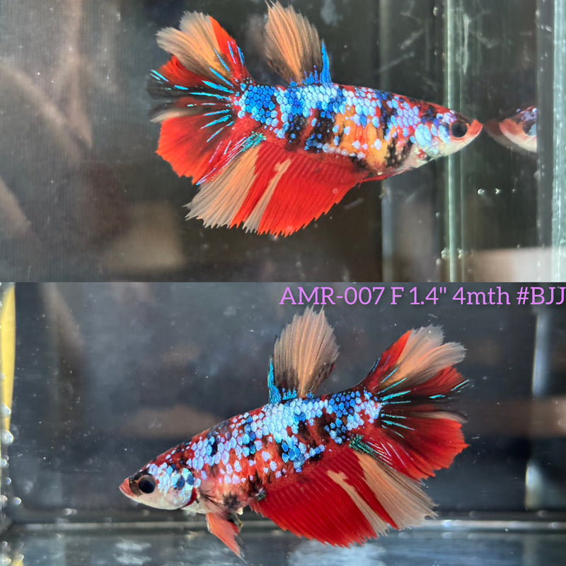Live Female Betta Galaxy Nemo Halfmoon (AMR-007)High quality What you see What you get!!