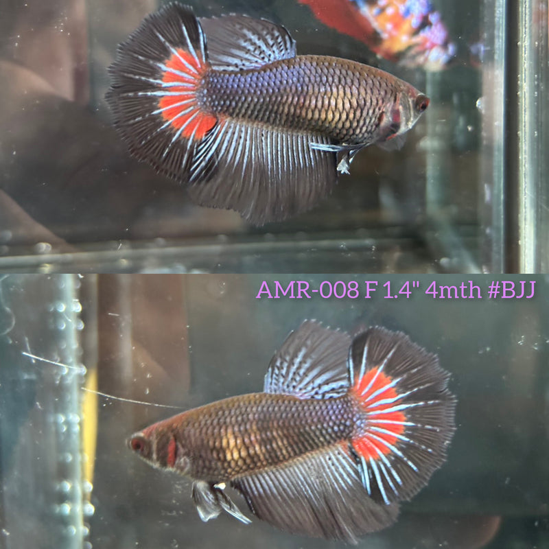 Live Female Betta Blacklight Over Halfmoon (AMR-008)High quality What you see What you get!!