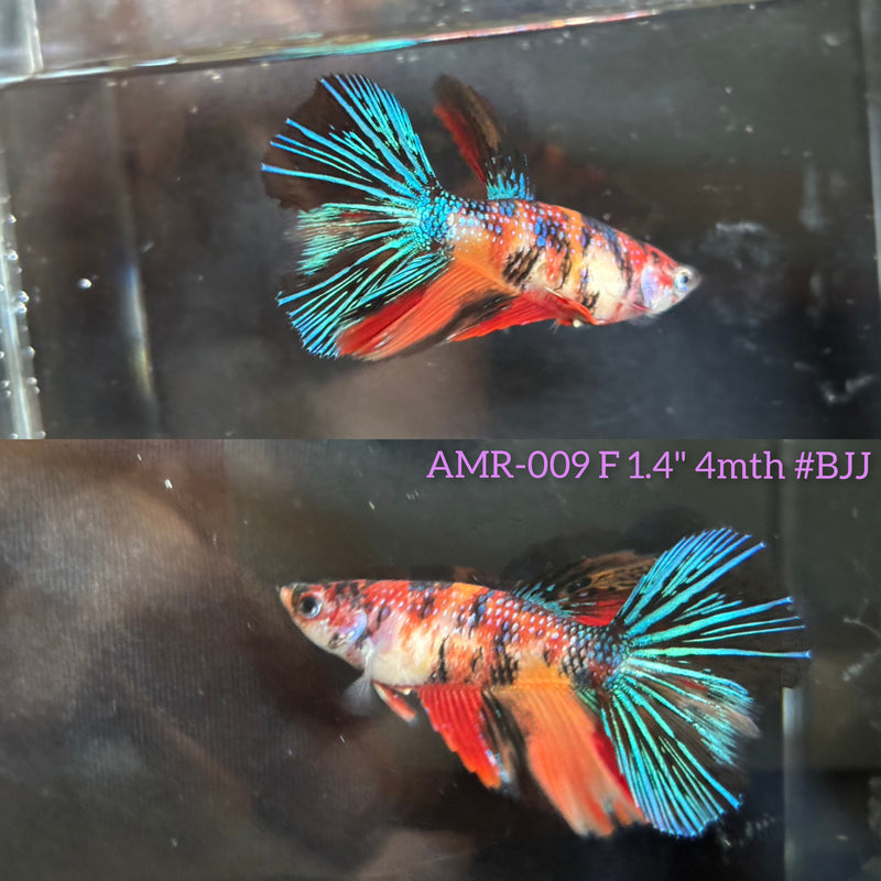 Live Female Betta Galaxy Nemo Over Halfmoon (AMR-009)High quality What you see What you get!!