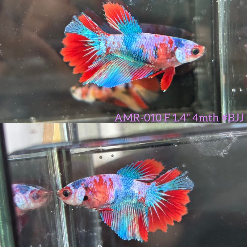 Live Female Betta Red Galaxy Koi Halfmoon (AMR-010)High quality What you see What you get!!