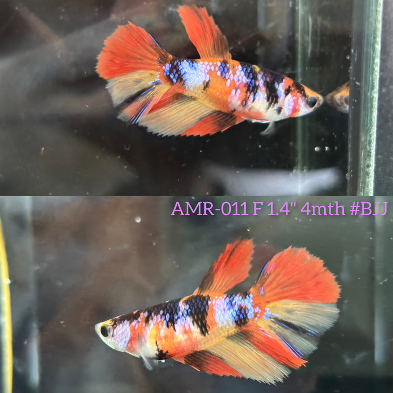 Live Female Betta Galaxy Nemo Halfmoon (AMR-011)High quality What you see What you get!!