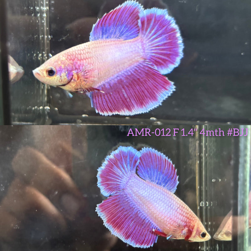 Live Female Betta Purple Pink Lavender Bi-colors Halfmoon (AMR-012)High quality What you see What you get!!