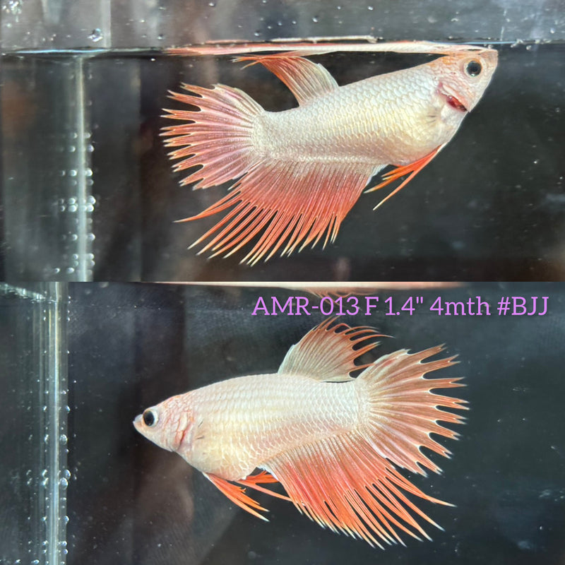 Live Female Betta Orange Dragon Spider Crowntail (AMR-013)High quality What you see What you get!!