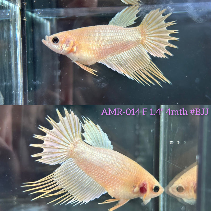 Live Female Betta Platinum Gold Spider Crowntail (AMR-014)High quality What you see What you get!!