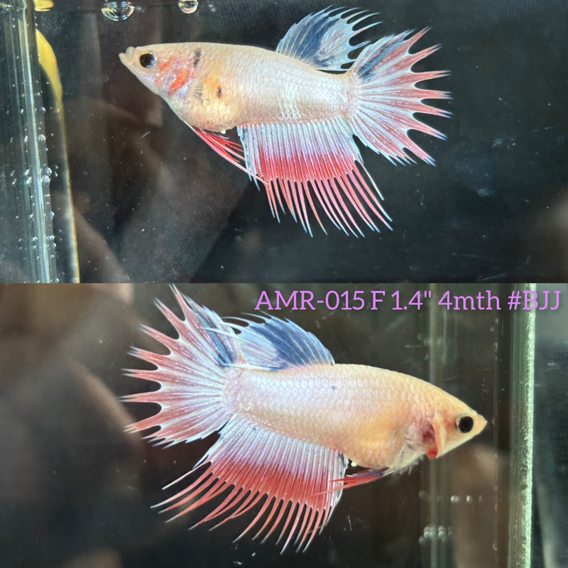 Live Female Betta Fancy Light Pastel colors Spider Crowntail (AMR-015)High quality What you see What you get!!