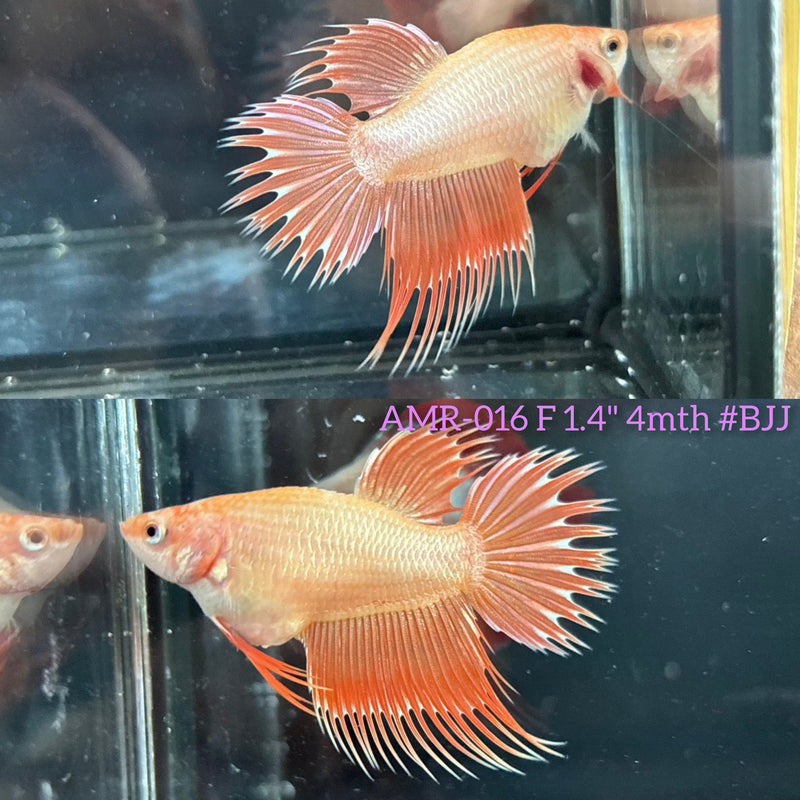 Live Female Betta Orange Fancy Dragon Spider Crowntail (AMR-016)High quality What you see What you get!!