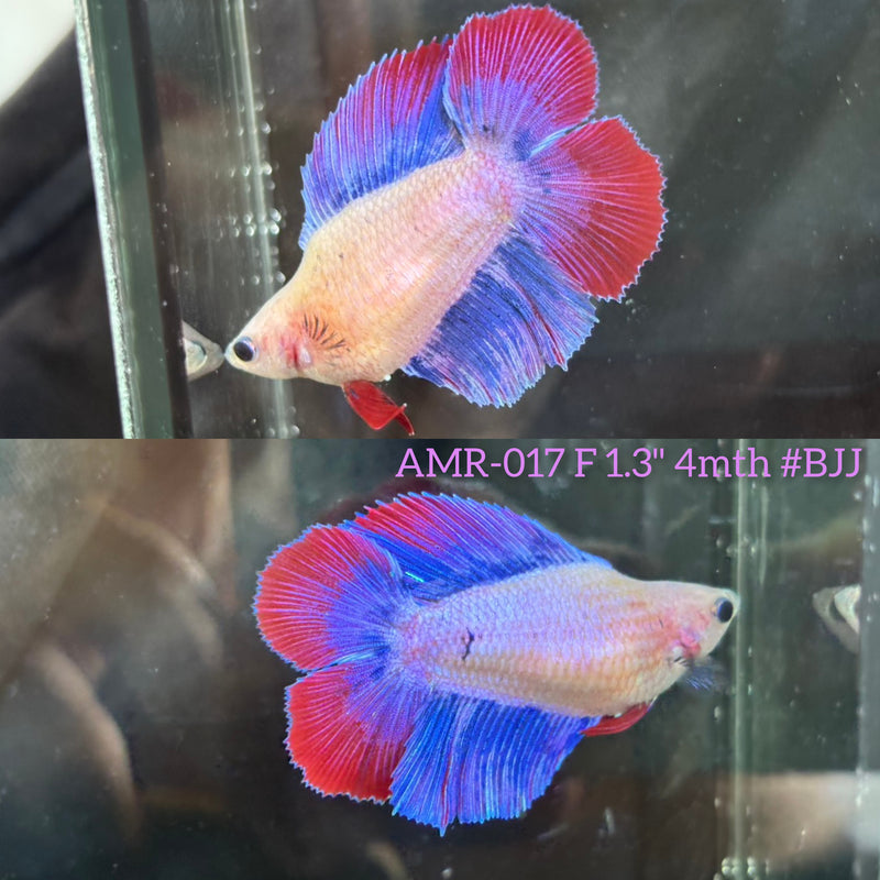 Live Female Betta Fancy Mascot Doubletail Halfmooon (AMR-017)High quality What you see What you get!!