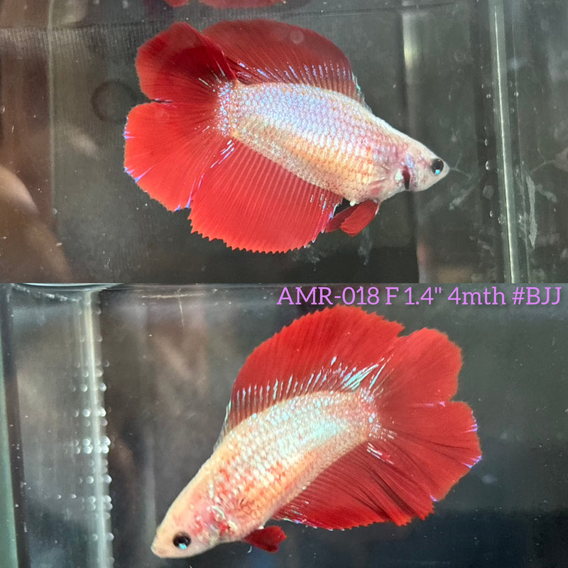 Live Female Betta Red Fancy Dragon Doubletail Halfmooon (AMR-018)High quality What you see What you get!!