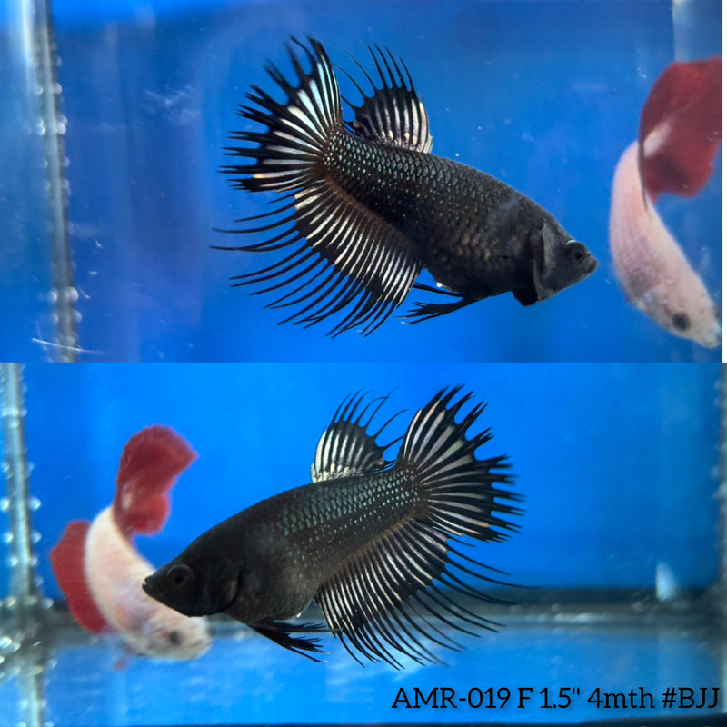 Live Female Betta Black Orchid Spider Crowntail (AMR-019)High quality What you see What you get!!