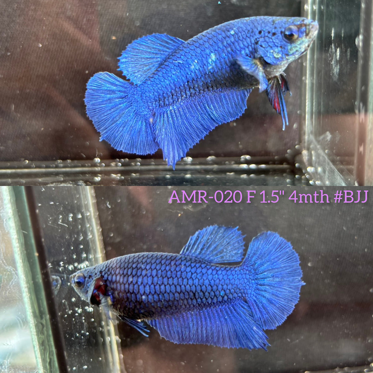 Live Female Betta Royal Blue Solid color Plakat (AMR-020) R11E13 High quality What you see What you get!!