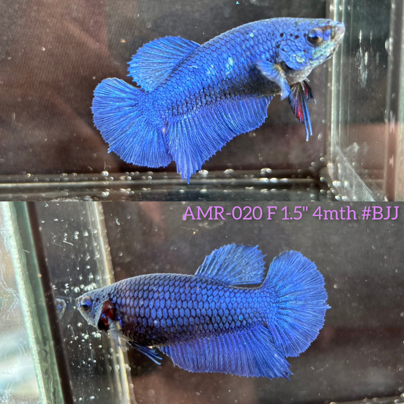 Live Female Betta Royal Blue Solid color Plakat (AMR-020)High quality What you see What you get!!