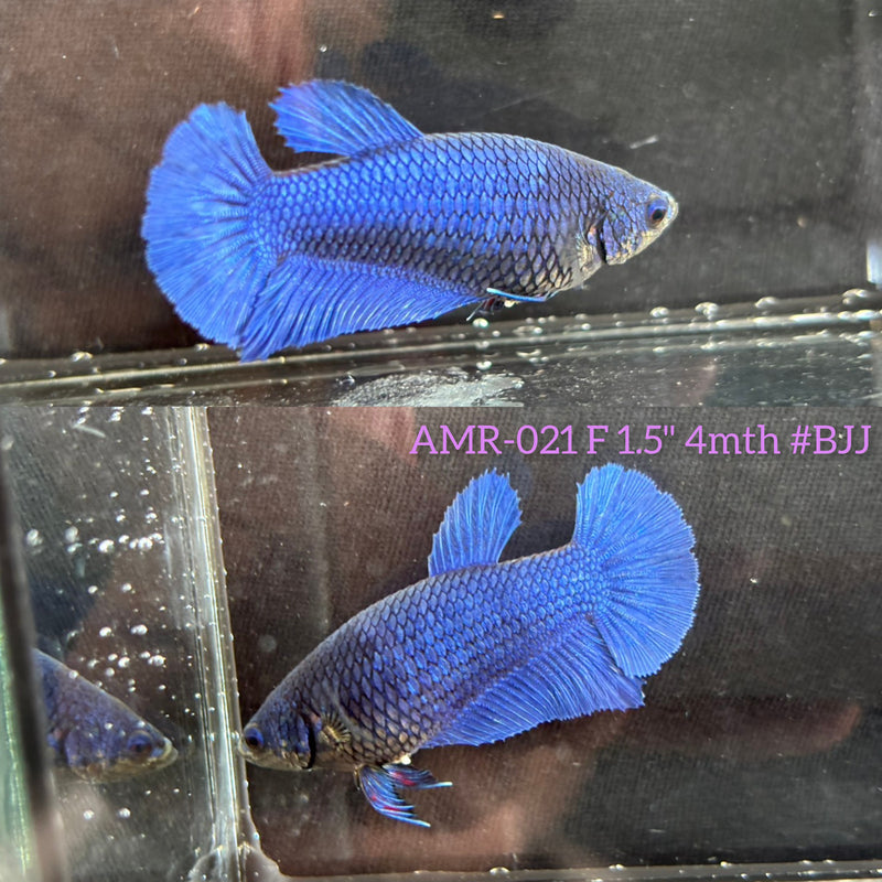 Live Female Betta Royal Blue Solid color Plakat (AMR-021)High quality What you see What you get!!
