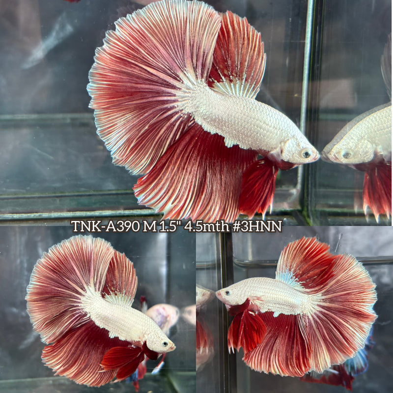 Live Male Betta Red Copper Dragon Over Halfmoon (TNK-A390) High quality What you see What you get!!