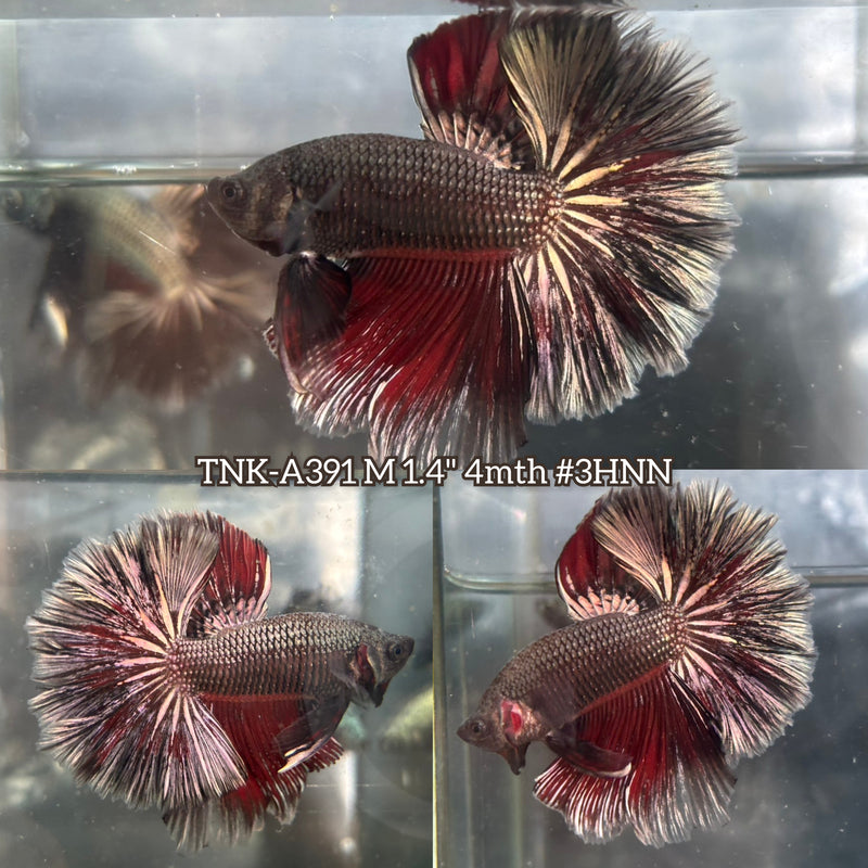 Live Male Betta Red Copper Dark scale Over Halfmoon Rosetail (TNK-A391) High quality What you see What you get!!