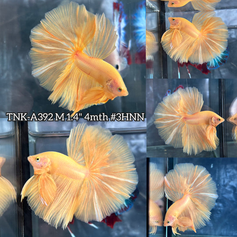 Live Male Betta Super Yellow Solid color Over Halfmoon (TNK-A392) High quality What you see What you get!!