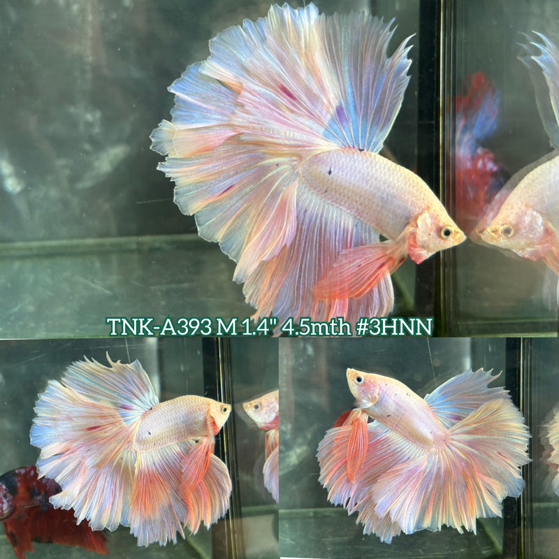 Live Male Betta Fancy Light Pastel colors Over Halfmoon Rosetail (TNK-A393) High quality What you see What you get!!