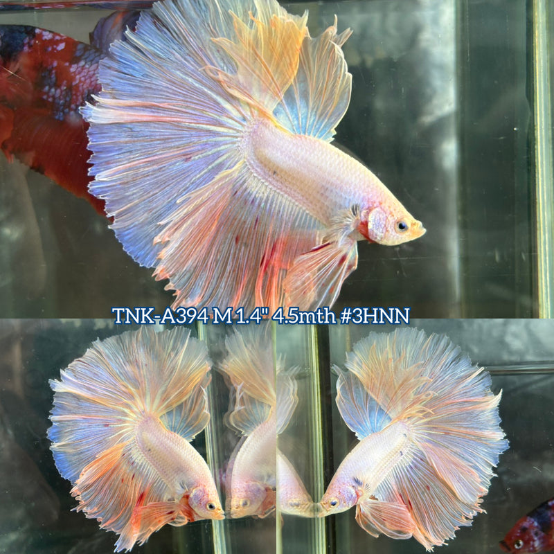 Live Male Betta Fancy Light Pastel colors Over Halfmoon (TNK-A394) High quality What you see What you get!!